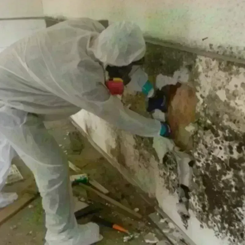 Mold Remediation and Removal in Lazy Mountain, AK